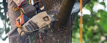 Best Arborist Consultation Services  in Pleasant Hills, OH