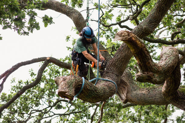 Best Tree Cabling and Bracing  in Pleasant Hills, OH