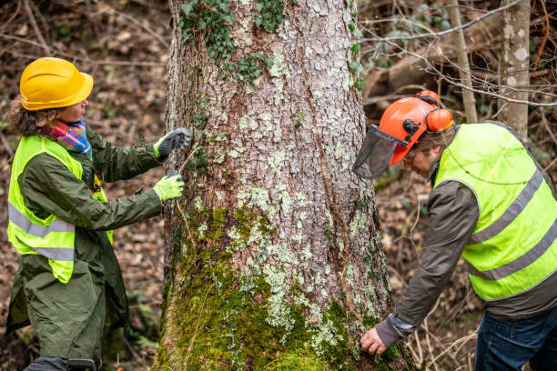 Best Storm Damage Tree Cleanup  in Pleasant Hills, OH